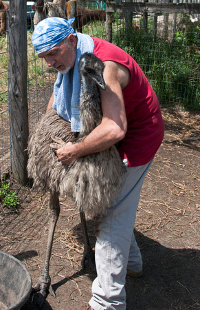 One of the emus