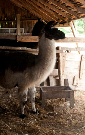 One of the llamas
