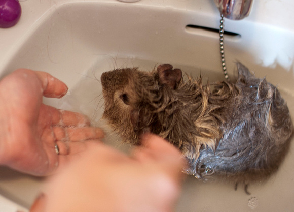 Lurven, our guinea pig, needed a bath!
