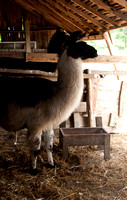 One of the llamas